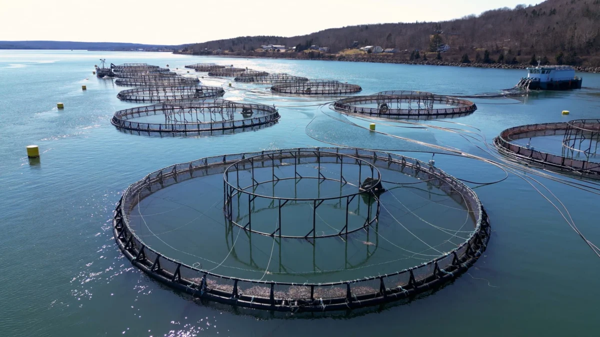Fish farm nets on the East coast.