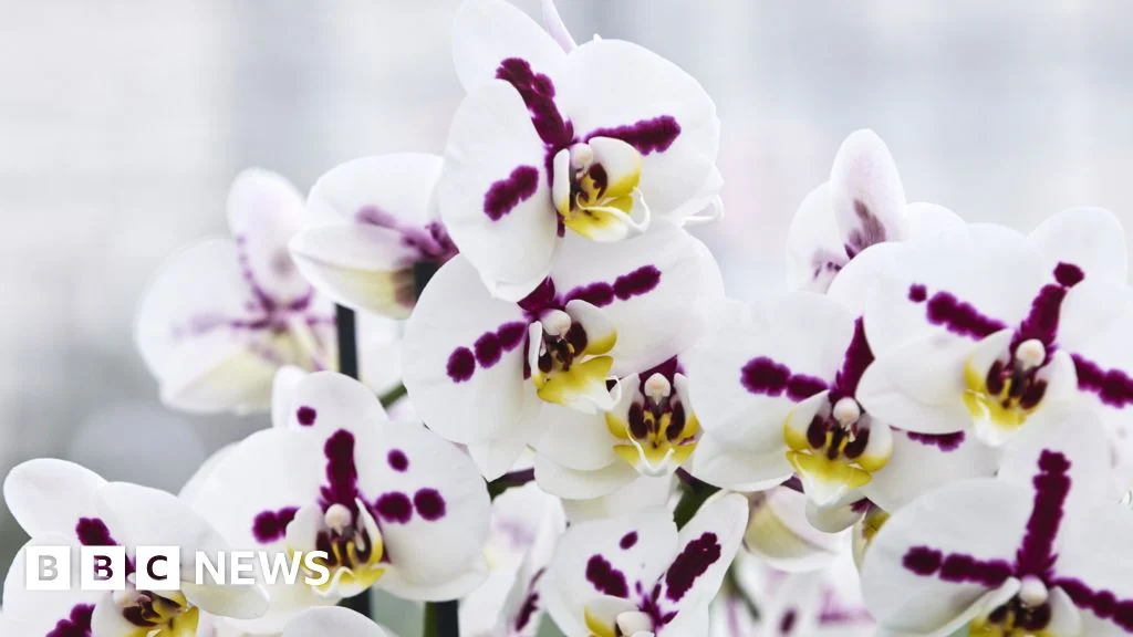 Orchids in various stages of development at Floricultura's facility in the Netherlands.