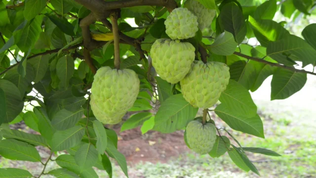 The Rise of the Custard Apple: A Hardy Fruit Thriving in Tough Conditions