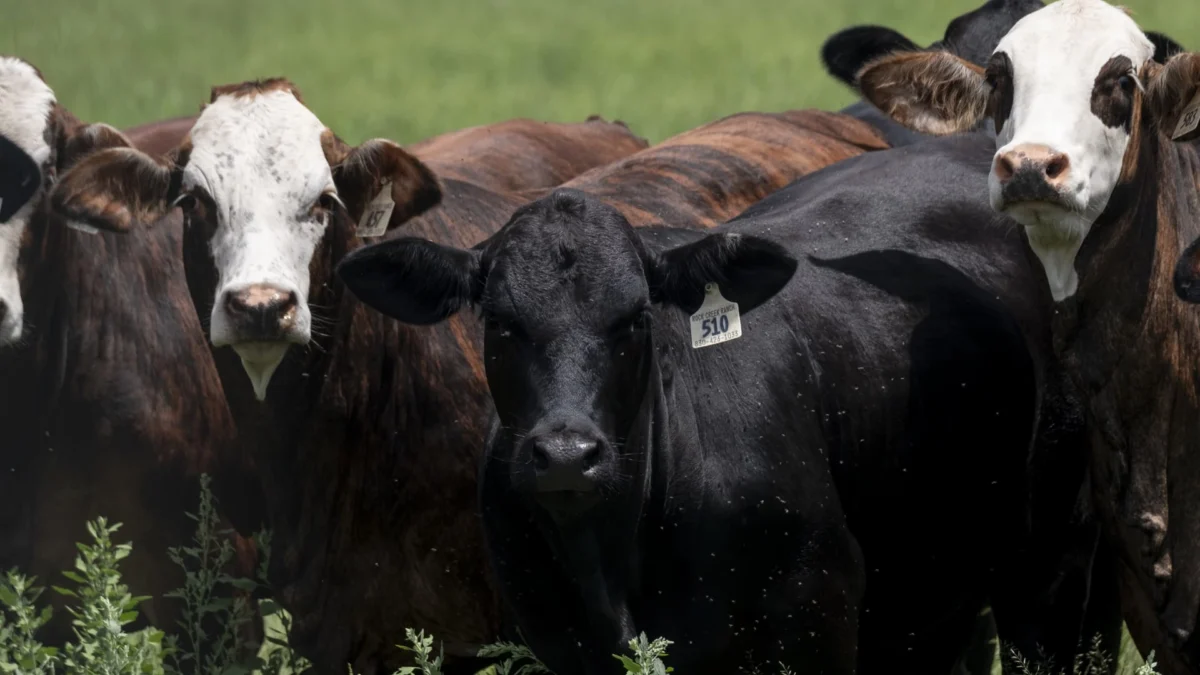 Cattle in a Texas field as authorities combat the screwworm outbreak