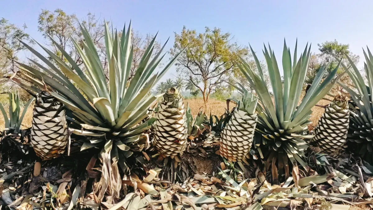 Farmers and processors hone in on the exact harvest timing for agave piñas as India slowly builds its own agave spirit industry.