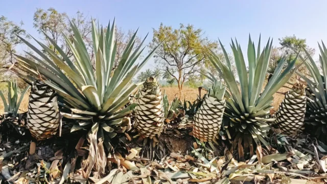 India’s Blue Gold Sparks A New Drinks Industry
