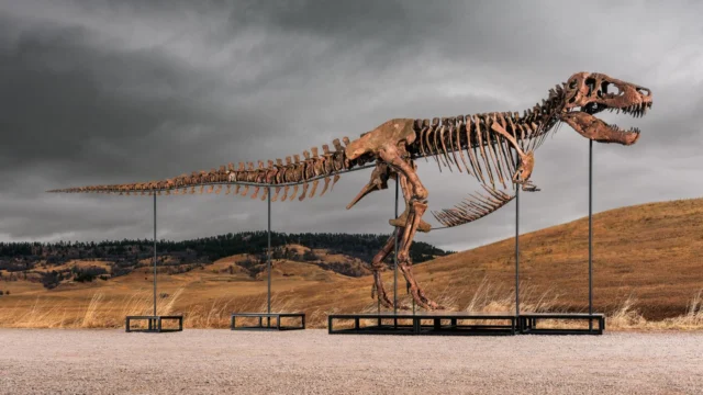 Mystery Bidder Buys T. Rex Gus for Record $50 Million at Sotheby’s Auction