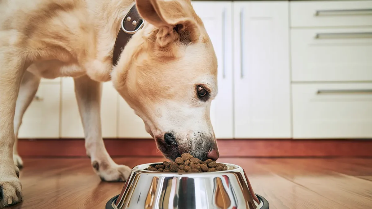 Mars Petcare US issued a voluntary recall for Pedigree dog food due to potential metal and plastic contamination.