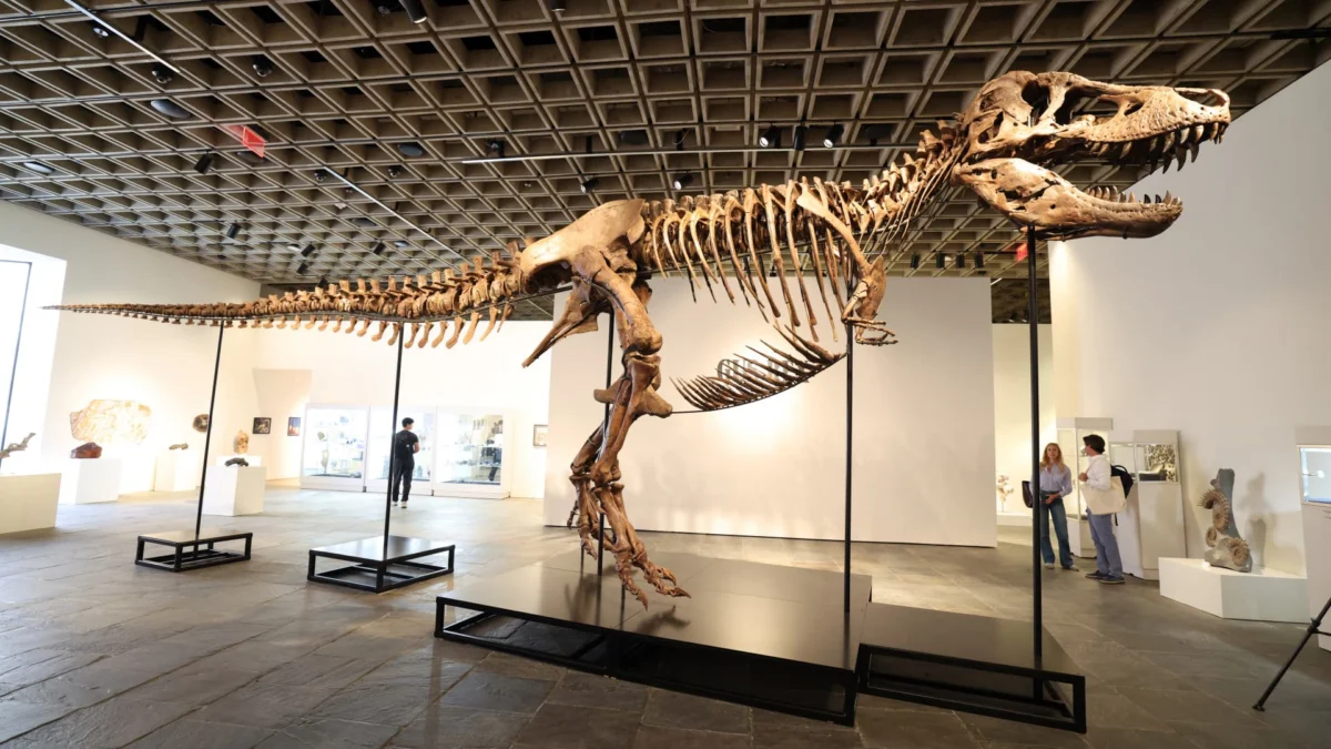 The T. rex specimen Gus, shown during a press preview at Sotheby’s in New York, fetched $50.1 million, a record for dinosaur fossils at auction.