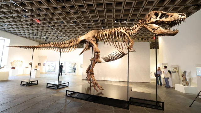 T. Rex Gus Sells for $50.1 Million, Becomes Most Expensive Dinosaur Fossil Ever Auctioned