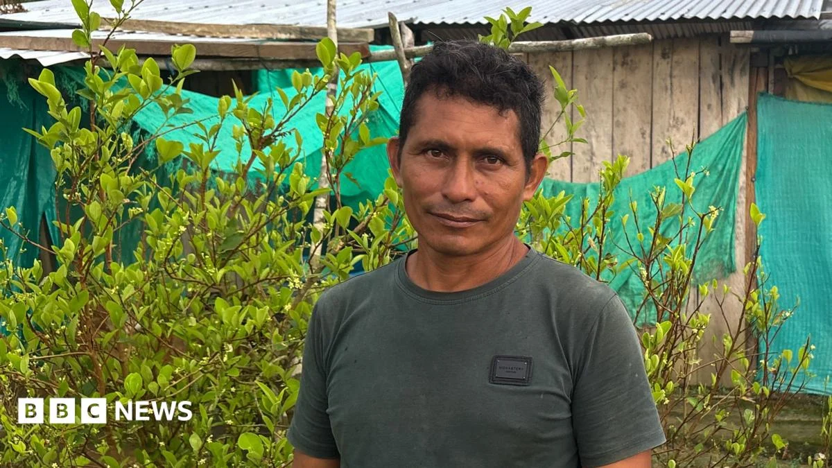 A coca field in a rural region of Colombia’s Meta province, where substitution efforts have struggled to take root.